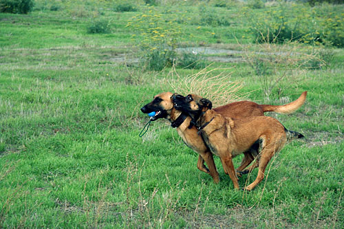 bodi / calli 3